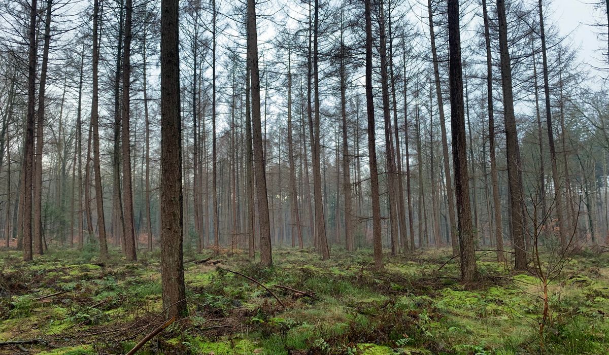 Understanding UK protected species legislation for volunteers